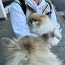 웰컴투카센타 | [임신 30주차] 다카마쓰 태교여행 일본 나오시마 여행 이시다 스테이크 우카쿠 우동 미라쿠 모찌야끼...