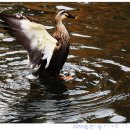 오리 날다 이미지