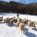 방목목장 이미지