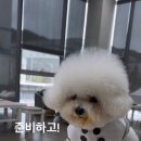 다온펫푸드 이미지