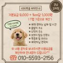 486펫콜 네이버블로그
