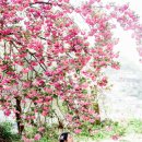 춘몽님과 겹벚꽃 이미지