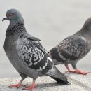 (주)인천인터내셔널 | (주)LSA인터내셔널 인천/항동 8,900평 물류창고-조해 대책 주요 6종의 기본과 방조법 비둘기/까마귀...