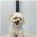 행복한애견미용실 이미지