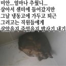 [공유]청주보호소에서 강아지를 산채로 냉동고에서 죽였습니다 이미지