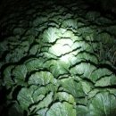 김홍철농장 이미지