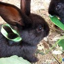 신성초교 이미지