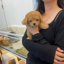 온퍼피 프리미엄 전주강아지분양 본점 이미지