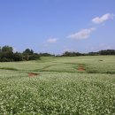 메밀꽃체육관 이미지