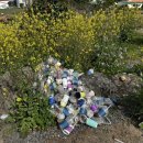 대정읍 구억리 재활용 도움센터 | 제주도 한달살기 해양쓰레기 줍깅 플로깅