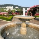 조선대학교 장미원 | 〔광주〕조선대학교 장미원 방문 후기, 주차/축제가 끝나도 여전히 아름다운 장미원