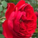 레드애플(RED apple) 네이버블로그