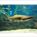 아쿠아리움 이미지
