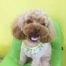 The 쇼독 이미지