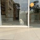 로로앤독 이미지