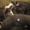 전라도 고깃집 이미지