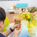 강아지분양 올리펍스 강남점 | &#34;위례강아지분양, 건강한 아이들과 만나는 시그니처펍스&#34;