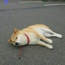 차이나면 이미지