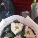 신마농장 이미지