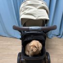 베이비펫 | 오이스터4 절충형 유모차 펫바스켓 구매 내돈내산 후기 사은품은? 베이비페어에서 구매한이유