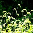 강아지풀 이미지