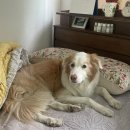 승준농장 | Daylog▶아점·유월이랑 낙엽샷·승준이랑 커플 패딩·언니집에서 저녁·영화 &#34;한국이 싫어서&#34;