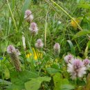 여우꼬리 이미지