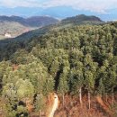 잣나무숲 이미지