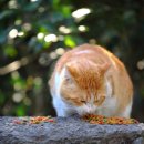 위즈펫동물병원 이미지