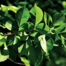 느릅나무집 이미지