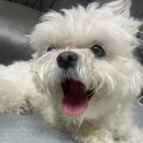 그루멍캡틴 이미지