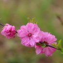 풀또기 / Prunus triloba 이미지