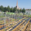 뽑기농장 이미지