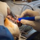 배곧도담동물병원 이미지