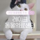 천안우리병원 | 천안 성성동 동물병원 &#39;레이크동물의료센터&#39; 내돈내산 이용후기