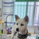 폼나개이뿌개 이미지