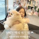 필스타 | [강남애견미용] 필스타 청담에서 완성한 역대급 포메라니안 물개컷 가위컷 후기