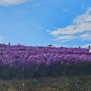 거창사과테마파크 전시실 | 감악산 아스타국화축제, 거창 가볼만한곳(지애플, 거창사과테마파크, 외양간구시)