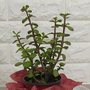 세라믹아트 이미지