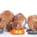 나와고양이 이미지