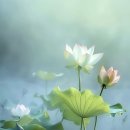 씨 라이프 이미지