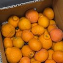 제주고향농원 황금향·한라봉 주문 후기 🍊 제철 감귤의 상큼달콤 매력과 소분방법