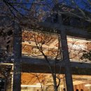 운천저수지 | 광주 벚꽃뷰 카페 운천저수지 벚꽃 카페 알베르 실시간 후기