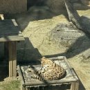 송화양꼬치 이미지