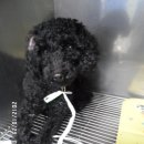 공덕 건강한 동물병원 이미지