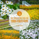 P-5E01 | 가을 축제 정읍 가볼만한곳 정읍 구절초 축제 정읍 여행