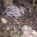 자연산 느타리버섯 이미지