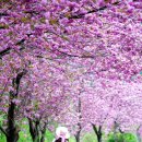 서산 문수사 겹벚꽃, 개심사 겹벚꽃 ,운신 초등학교 겹벚꽃,합도 초등학교 등꽃을 찾아서 이미지