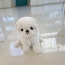 펫블리강아지&미라클고양이 이미지