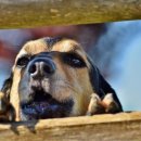 꿀강아지 이미지